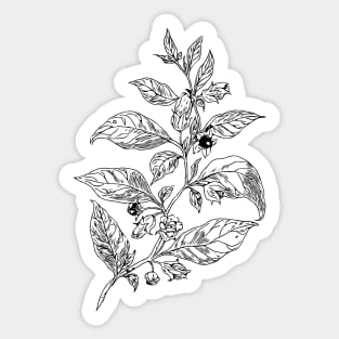 Belladonna .  Deadly nightshade black ink Sticker